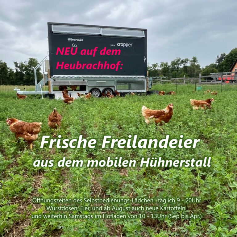 Frische Freilandeier vom mobilen Hühnerstall: jetzt auf dem Heubrachhof!